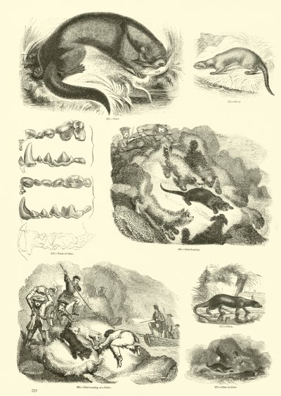 Pagina dal Museo Illustrato della Natura Animata da English School
