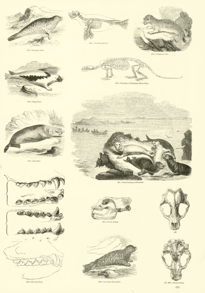 Pagina dal Museo Illustrato della Natura Animata da English School
