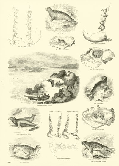 Pagina dal Museo Illustrato della Natura Animata da English School