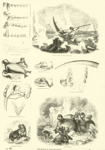 Pagina dal Museo Illustrato della Natura Animata da English School
