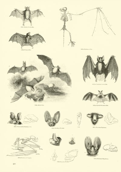 Pagina dal Museo Illustrato della Natura Animata da English School