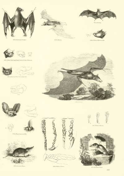 Pagina dal Museo Illustrato della Natura Animata da English School
