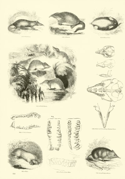 Pagina dal Museo Illustrato della Natura Animata da English School