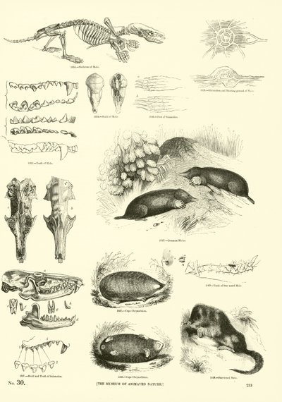 Pagina dal Museo Illustrato della Natura Animata da English School