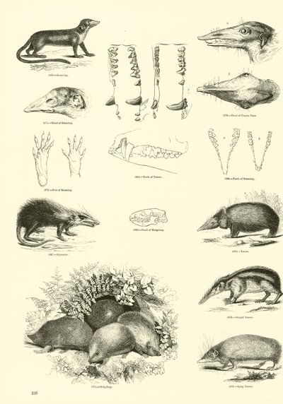 Pagina dal Museo Illustrato della Natura Animata da English School
