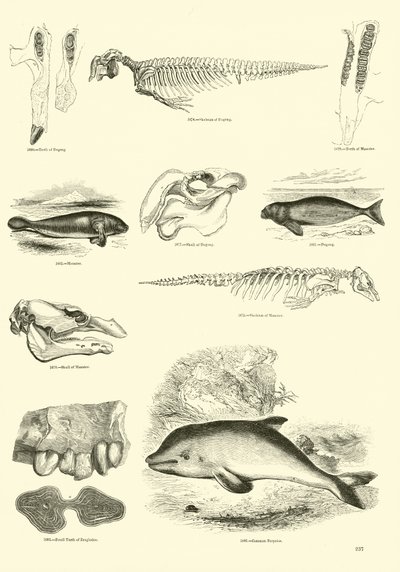 Pagina dal Museo Illustrato della Natura Animata da English School