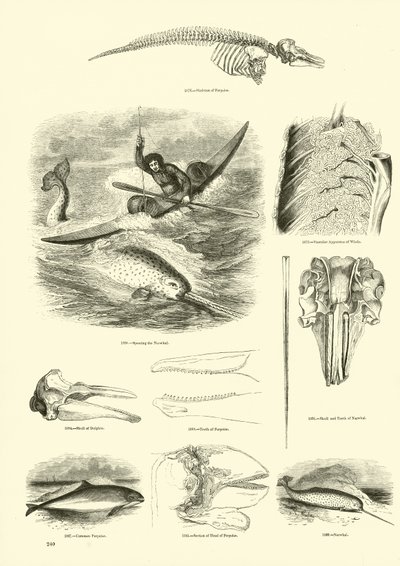 Pagina dal Museo Illustrato della Natura Animata da English School