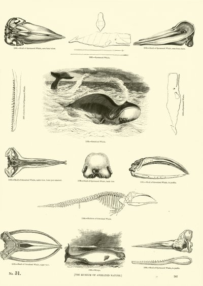 Pagina dal Museo Illustrato della Natura Animata da English School