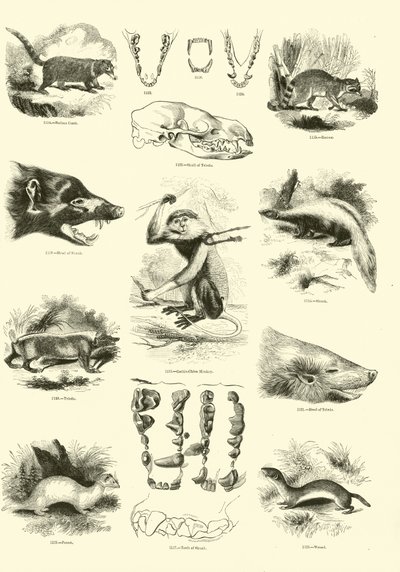 Pagina dal Museo Illustrato della Natura Animata da English School