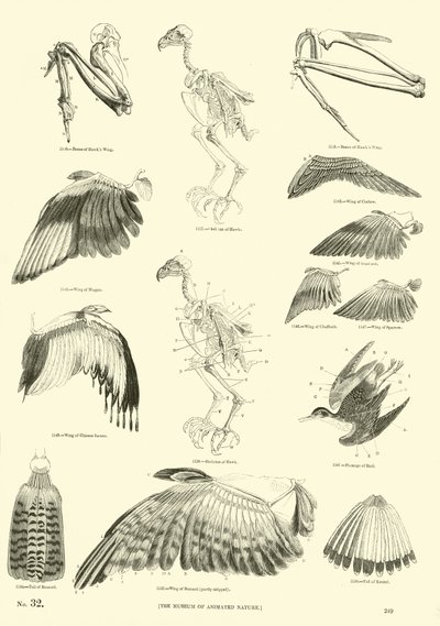 Pagina dal Museo Illustrato della Natura Animata da English School