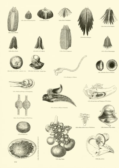 Pagina dal Museo Illustrato della Natura Animata da English School