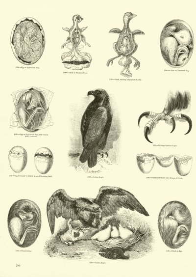 Pagina dal Museo Illustrato della Natura Animata da English School