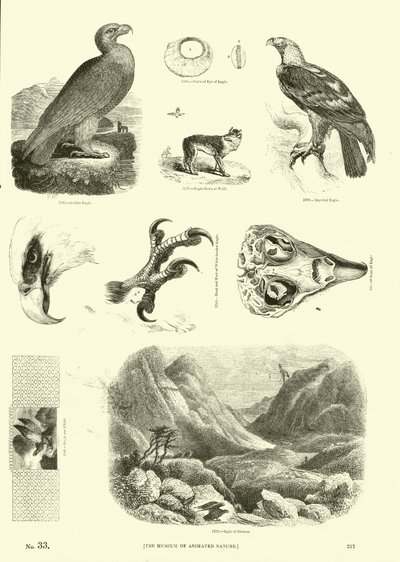 Pagina dal Museo Illustrato della Natura Animata da English School
