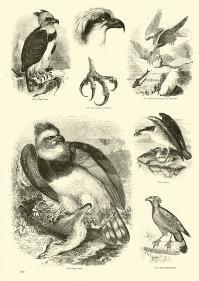 Pagina dal Museo Illustrato della Natura Animata da English School