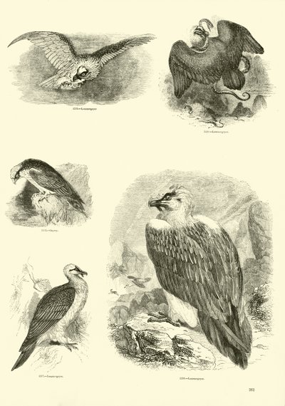 Pagina dal Museo Illustrato della Natura Animata da English School
