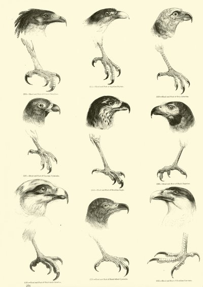 Pagina dal Museo Illustrato della Natura Animata da English School