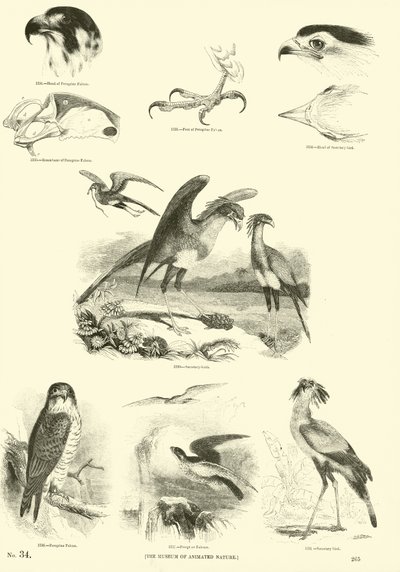 Pagina dal Museo Illustrato della Natura Animata da English School