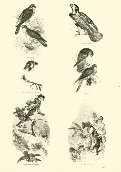 Pagina dal Museo Illustrato della Natura Animata da English School