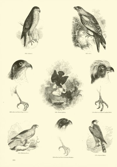Pagina dal Museo Illustrato della Natura Animata da English School