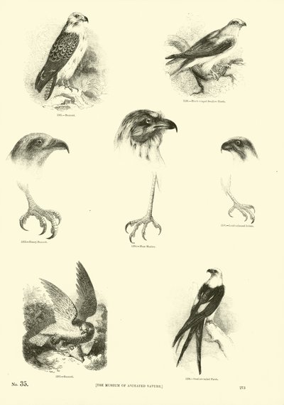 Pagina dal Museo Illustrato della Natura Animata da English School