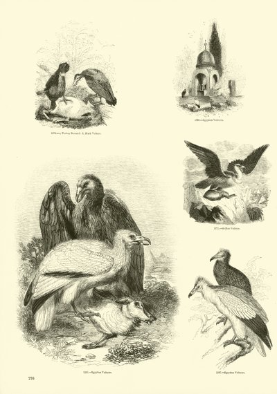 Pagina dal Museo Illustrato della Natura Animata da English School