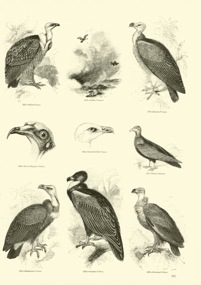 Pagina dal Museo Illustrato della Natura Animata da English School