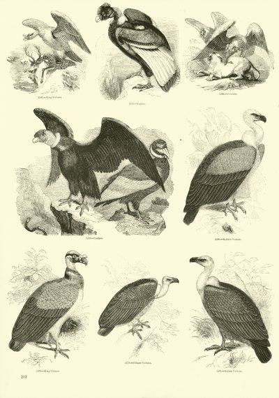 Pagina dal Museo Illustrato della Natura Animata da English School