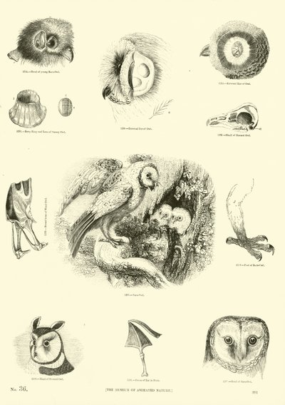 Pagina dal Museo Illustrato della Natura Animata da English School