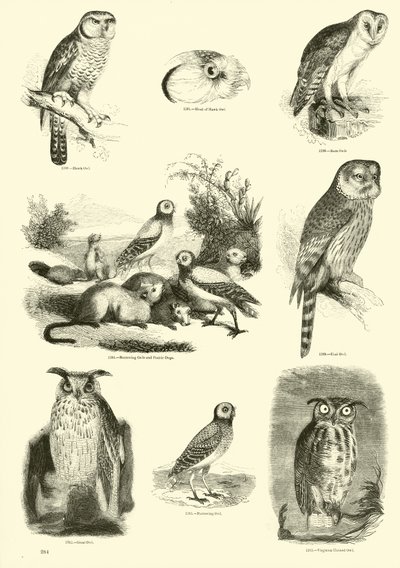 Pagina dal Museo Illustrato della Natura Animata da English School