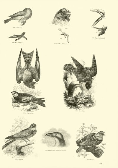 Pagina dal Museo Illustrato della Natura Animata da English School