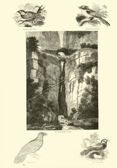 Pagina dal Museo Illustrato della Natura Animata da English School