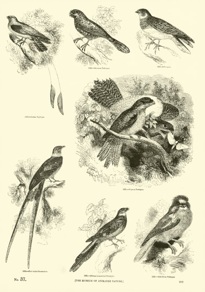 Pagina dal Museo Illustrato della Natura Animata da English School