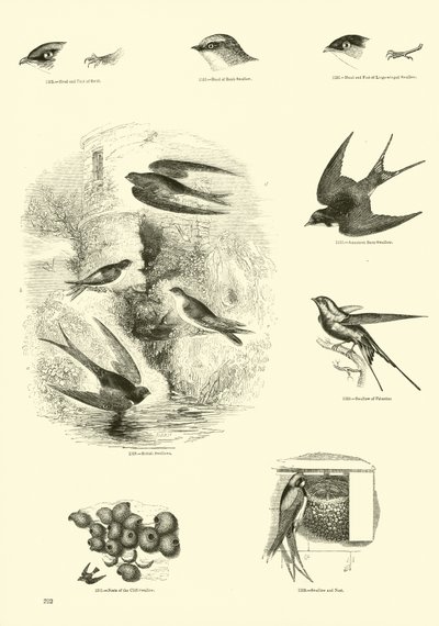 Pagina dal Museo Illustrato della Natura Animata da English School