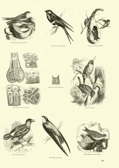 Pagina dal Museo Illustrato della Natura Animata da English School