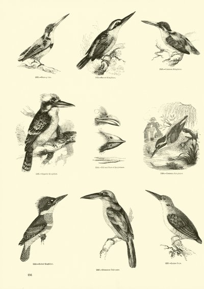 Pagina dal Museo Illustrato della Natura Animata da English School