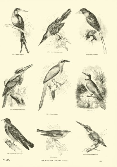 Pagina dal Museo Illustrato della Natura Animata da English School