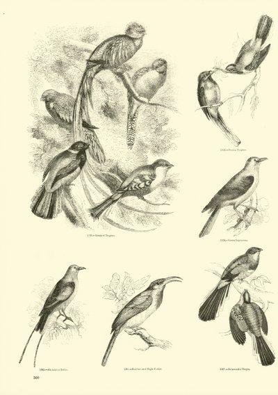 Pagina dal Museo Illustrato della Natura Animata da English School