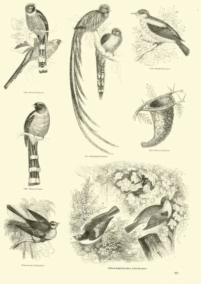 Pagina dal Museo Illustrato della Natura Animata da English School