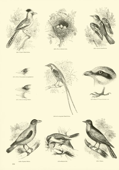 Pagina dal Museo Illustrato della Natura Animata da English School