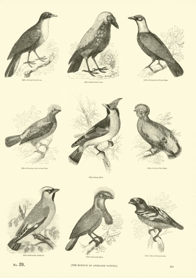 Pagina dal Museo Illustrato della Natura Animata da English School