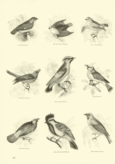 Pagina dal Museo Illustrato della Natura Animata da English School