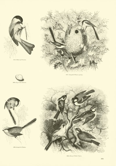 Pagina dal Museo Illustrato della Natura Animata da English School