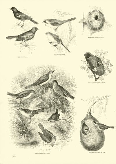 Pagina dal Museo Illustrato della Natura Animata da English School