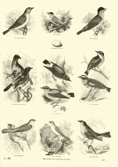 Pagina dal Museo Illustrato della Natura Animata da English School