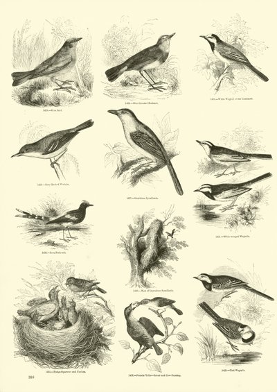 Pagina dal Museo Illustrato della Natura Animata da English School