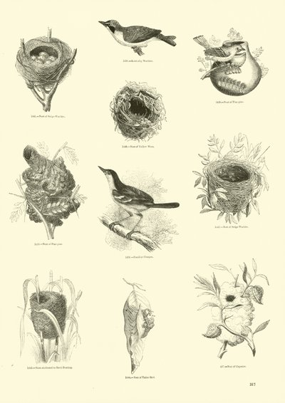 Pagina dal Museo Illustrato della Natura Animata da English School