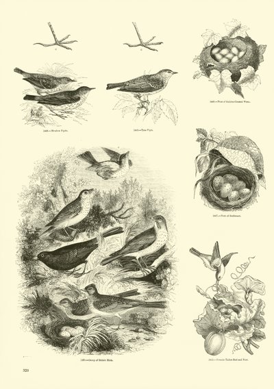 Pagina dal Museo Illustrato della Natura Animata da English School