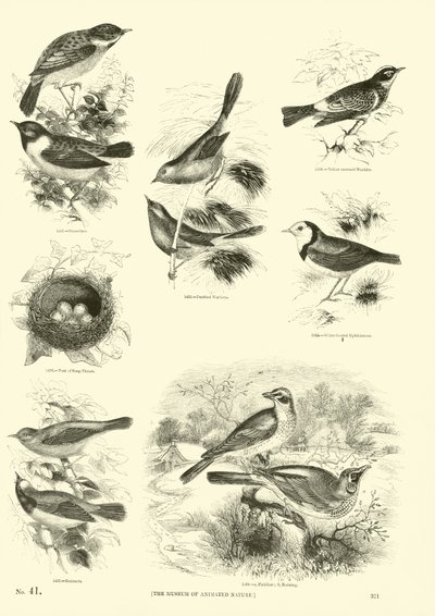 Pagina dal Museo Illustrato della Natura Animata da English School