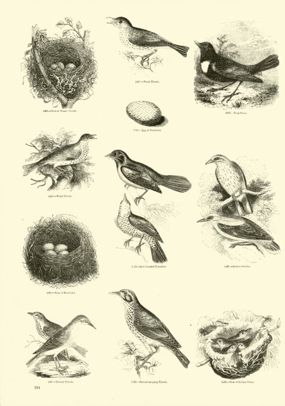 Pagina dal Museo Illustrato della Natura Animata da English School