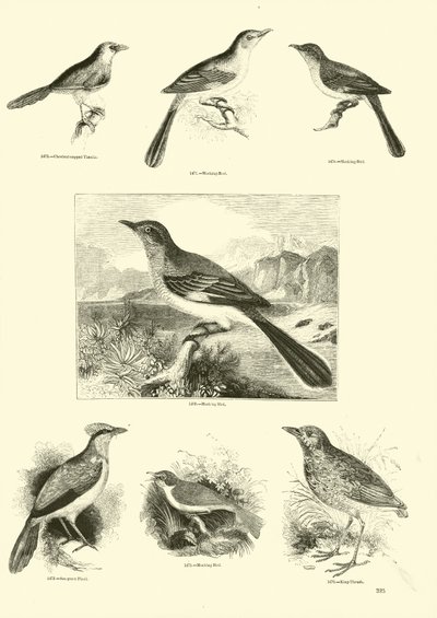 Pagina dal Museo Illustrato della Natura Animata da English School